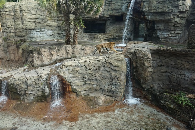 Tigre, Naturaleza, Animal, Gato