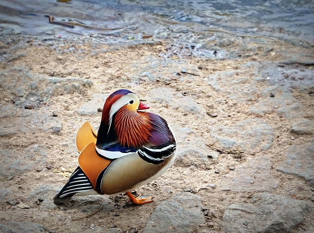 Free Tangerine Duck photo and picture