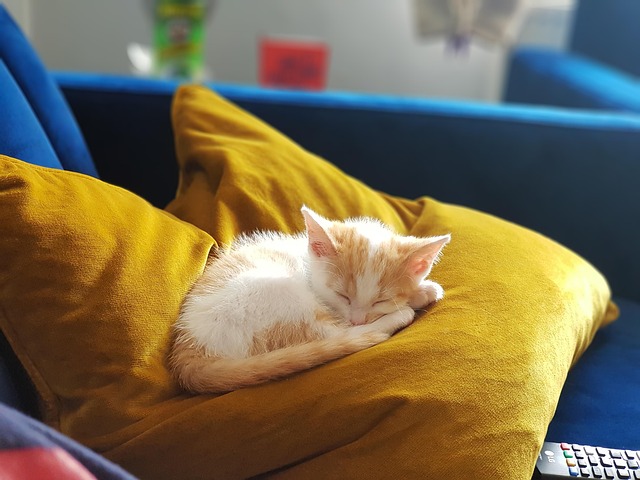 Free Kitten Ginger photo and picture