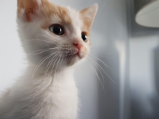Free Cute Kitten Ginger Kitten photo and picture