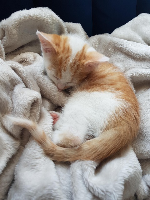 Free Cute Kitten Ginger Kitten photo and picture