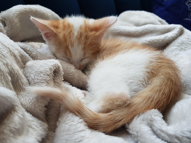 Free Cute Kitten Ginger Kitten photo and picture