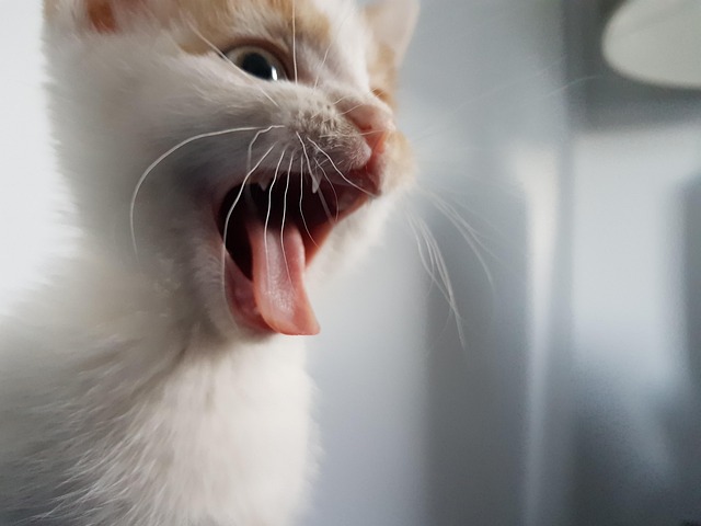 Free Cute Kitten Ginger Kitten photo and picture