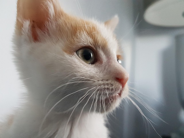 Free Cute Kitten Ginger Kitten photo and picture