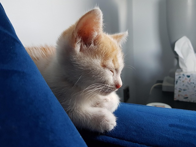 Free Cute Kitten Ginger Kitten photo and picture