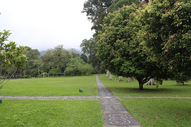 Free Nature Forest photo and picture