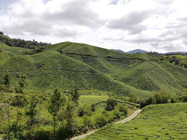 Free Nature Tea Plantation photo and picture