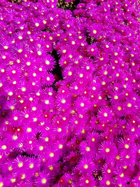Free Purple Flowers photo and picture