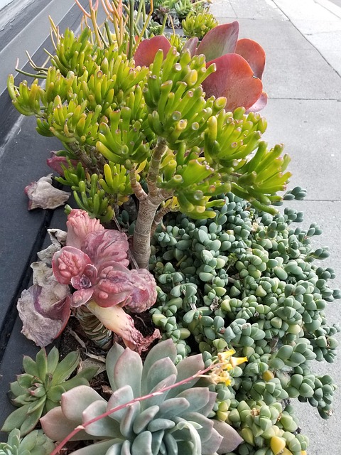 Free Succulents Plants photo and picture