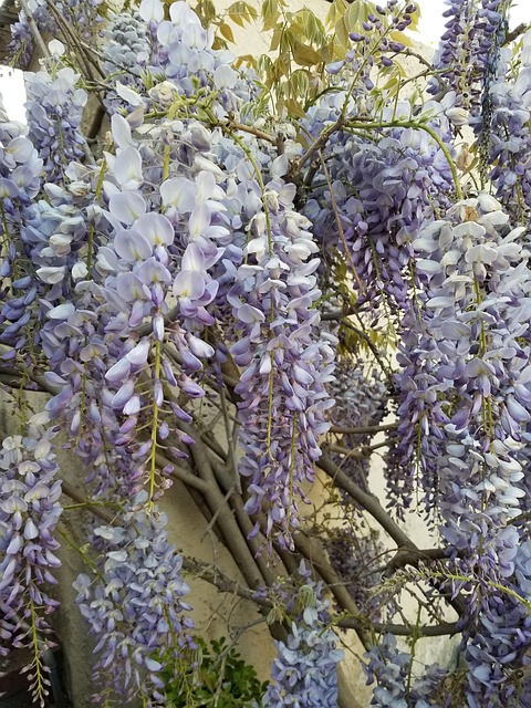 Free Wisteria Bloom photo and picture