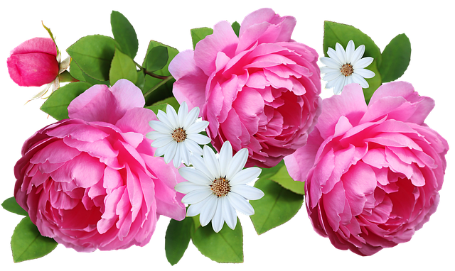 Floare, Roz, Trandafiri, Alb, Margarete
