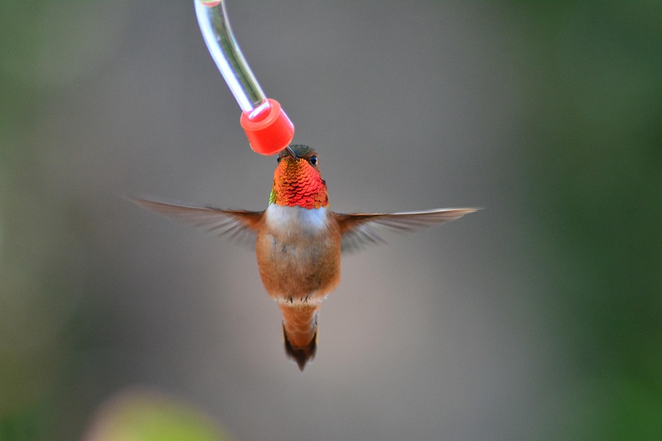 Male Rufous Wildlife - Free photo on Pixabay - Pixabay