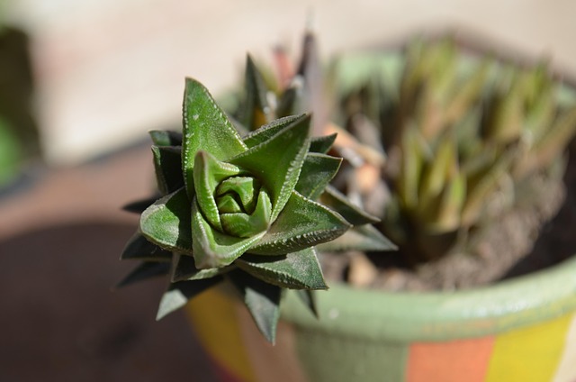 Suculento, Verde, Suculentos, Plantar