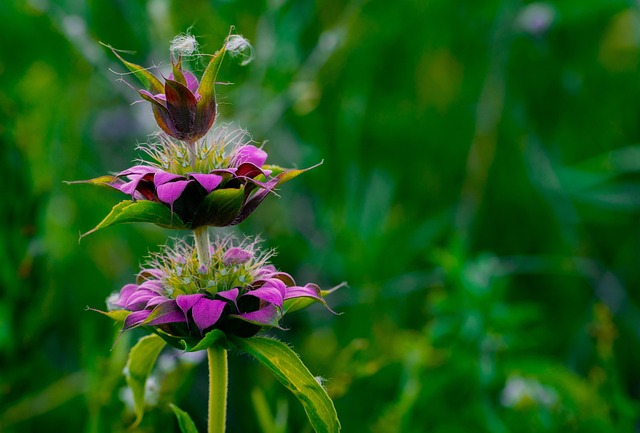 Free Purple Flower Pink Flower photo and picture