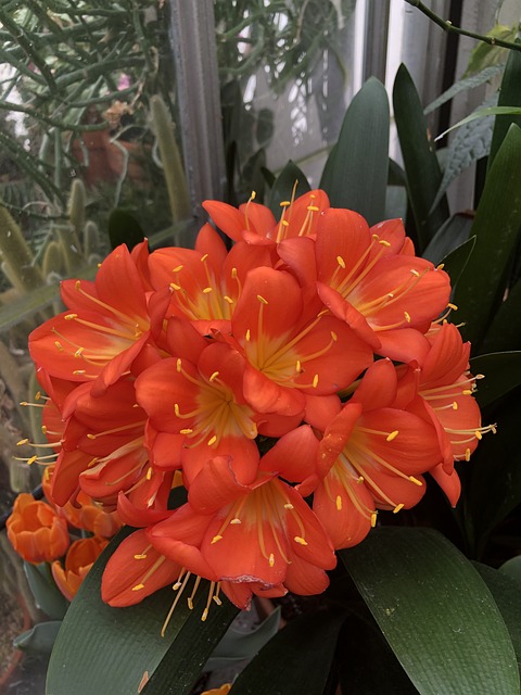 Free Flowers Orange photo and picture