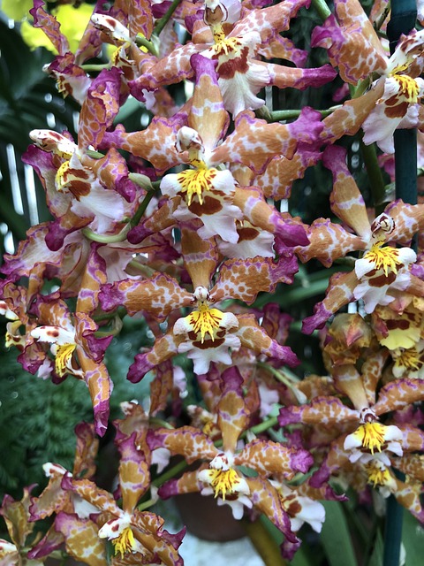 Free Orchid Multicolored photo and picture
