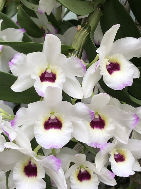 Free Orchid White photo and picture