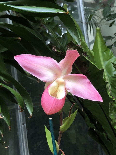 Free Orchid Pink photo and picture