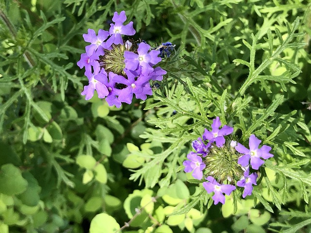Free Wildflower Purple photo and picture