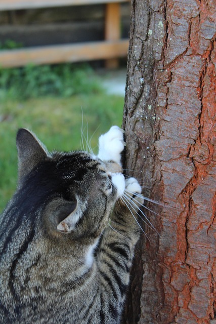 Gato, Cinza, Gato Doméstico