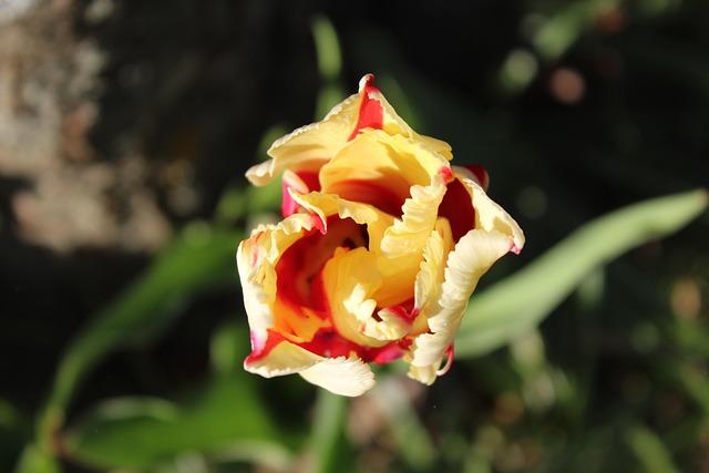 Tulipa, Amarelo, Vermelho, Natureza