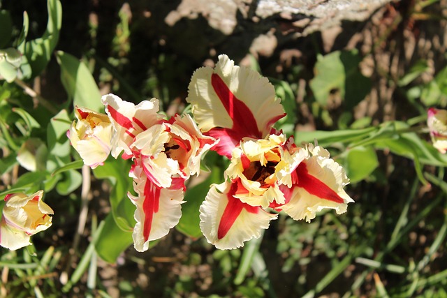 Tulipa, Amarelo, Vermelho, Primavera