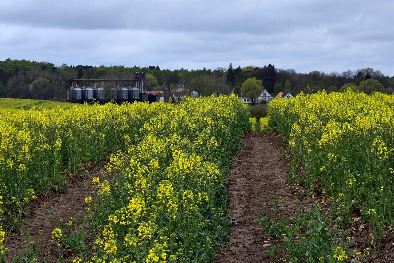 Rapeseed Field The Cultivation Of Free Photo On Pixabay Pixabay Rapeseed Field The Cultivation Of Free Photo On Pixabay Pixabay