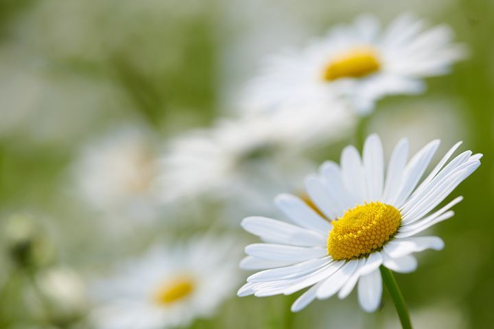 10,000 Stunning Daisy Flower Images for Free [HD]