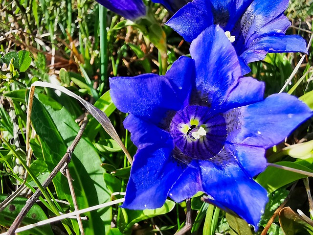 Free Blue Flower Gentian Acaule photo and picture