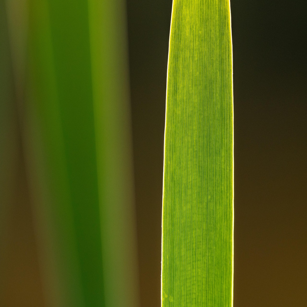 Dark Green Reeds Reeds Blade Green - Free photo on Pixabay - Pixabay