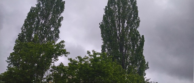 Sofia, Bulgarien, Bäume, Foto