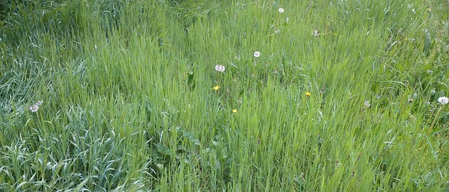 Gras, Natur, Landschaft, Wiese, Grün
