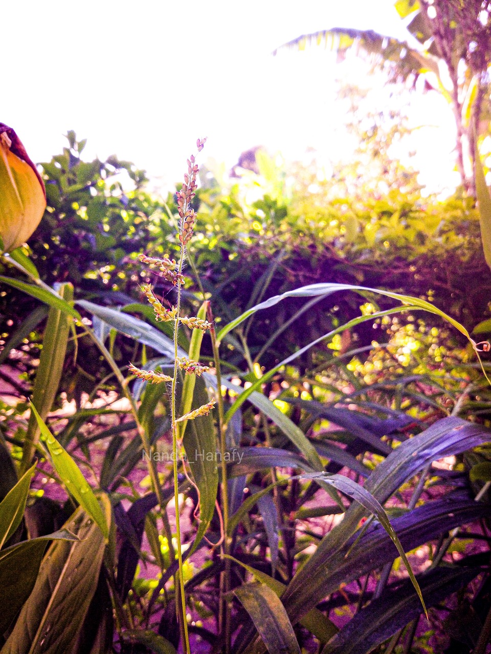 Snapshot of A Natural Plant