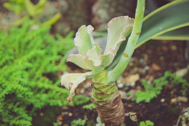 Free Tree Flower photo and picture