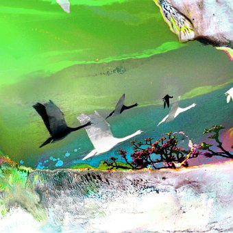 Free Swan Swans photo and picture