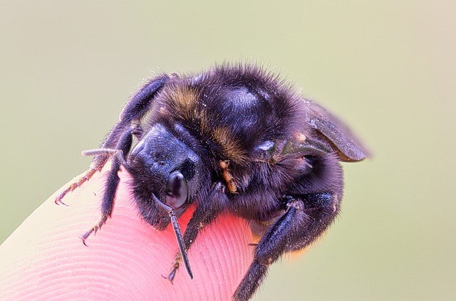Free Bumblebee On Finger Bumblebee photo and picture