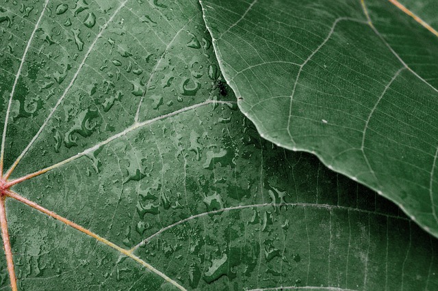 Free Leaf Green photo and picture