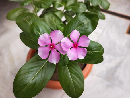 Free Pink Flower Flowerpot photo and picture