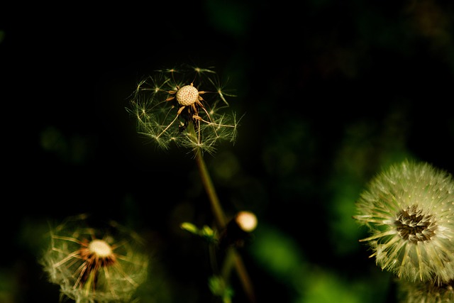 Free Dandelion Beautiful Flowers photo and picture