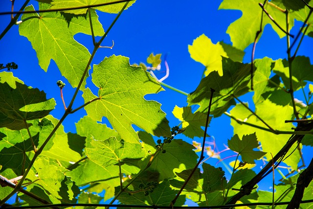 Sale De, Verde, Cielo, Naturaleza, Hoja