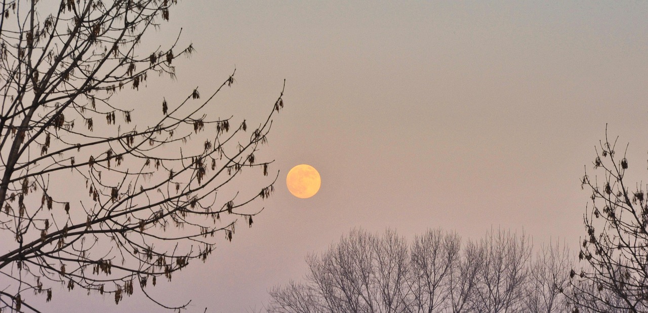 Luna Trees Leaves - Free photo on Pixabay - Pixabay