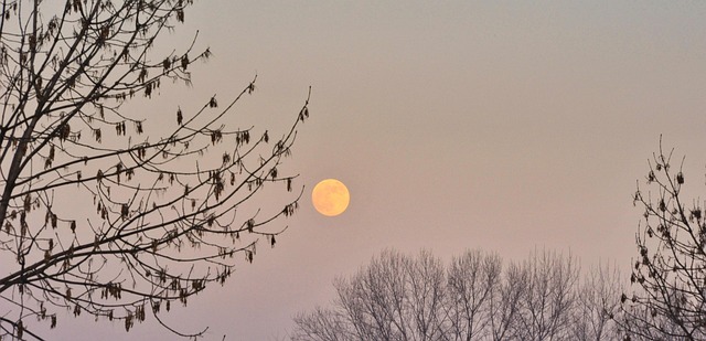Luna, Árboles, Sale De, Ramas, Invierno