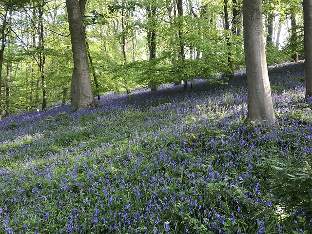 Glockenblumen, Feder, Wald, Blumen