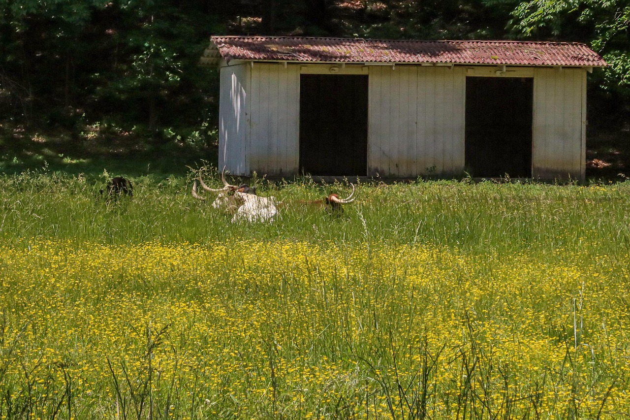 Longhorn - free online jigsaw puzzle photo