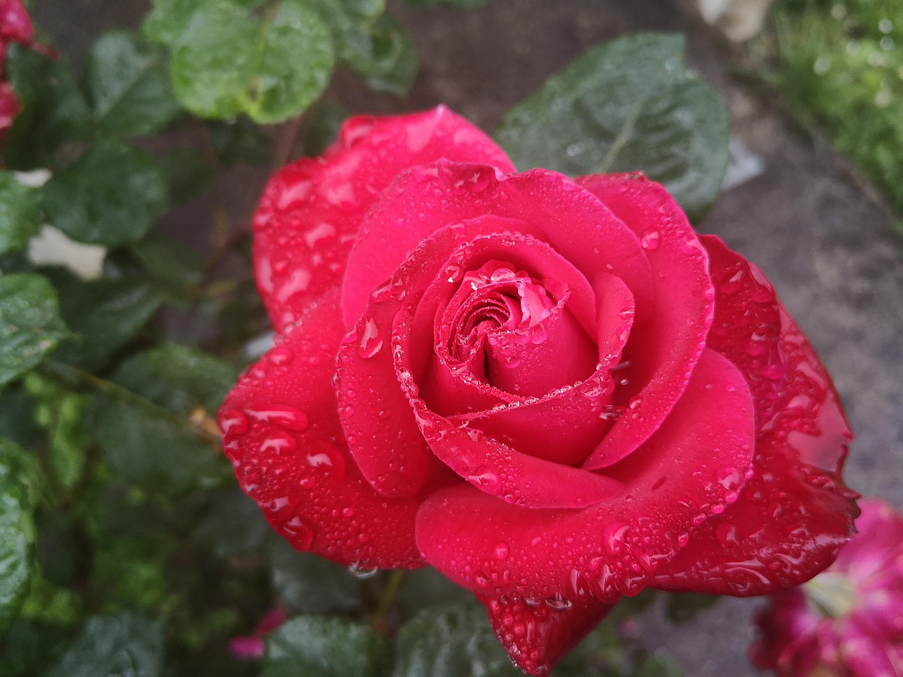 Pétales De Roses Rouges Rose Rouge Pétales - Photo gratuite sur Pixabay - Pixabay