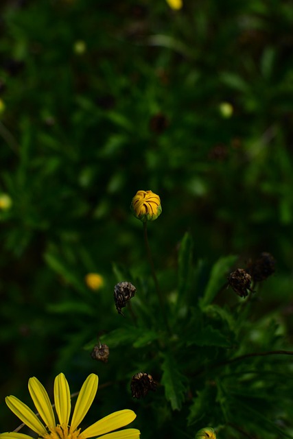 Feder, Gänseblümchen, Grün, Gelb, Natur