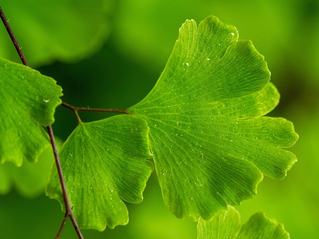 Blad Ormbunke Grön - Gratis foto på Pixabay - Pixabay