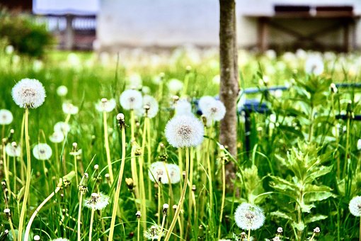 Free Dandelions Seeds photo and picture