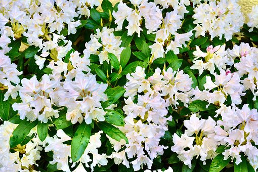 Free Rohedendron Flower photo and picture