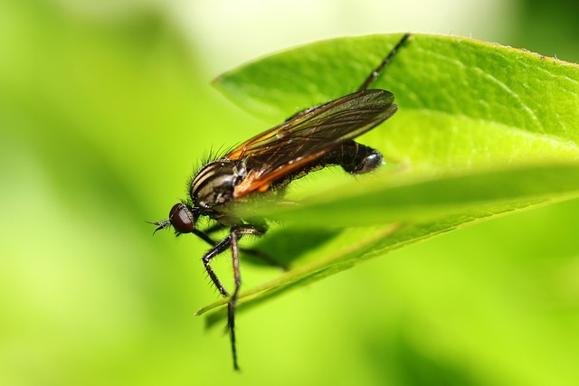 Mouche De Danse Voler Insecte À - Photo gratuite sur Pixabay